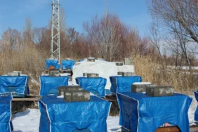 Ağrının Arıları Kış Dinlenmesini Es Geçti