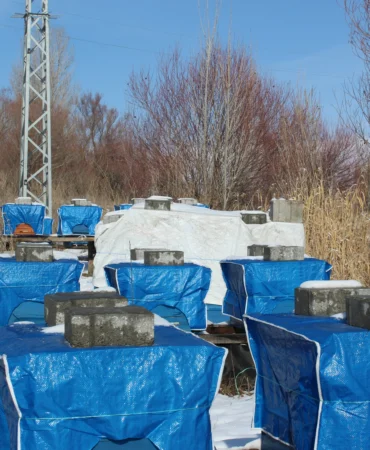 Ağrı’nın Arıları Kış Dinlenmesini Es Geçti