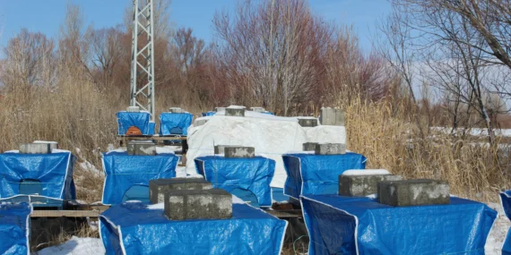 Ağrının Arıları Kış Dinlenmesini Es Geçti