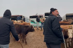 Ağrı Hayvan Borsası Ekonomiye Yön Veriyor - Ağrı Haber Tv Ağrı Hayvan Borsası Ekonomiye Yön Veriyor