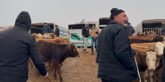 Ağrı Hayvan Borsası Ekonomiye Yön Veriyor