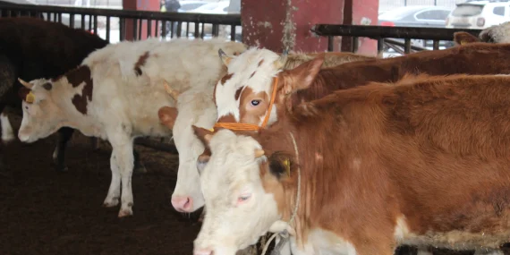 Ağrı Hayvan Borsasında çekişmeli pazarlık