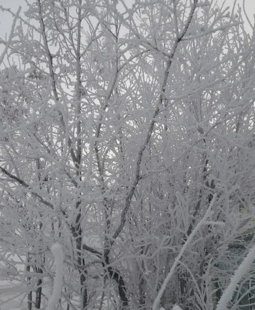 Ağrıda Kırağı ile Başlayan Bir Kış Sabahı