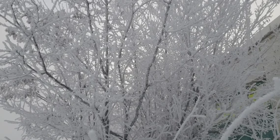 Ağrıda Kırağı ile Başlayan Bir Kış Sabahı