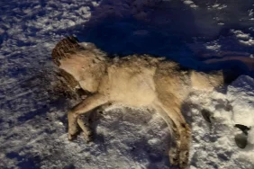 Ağrıda Şaşırtan İnanış Kanser Tedavisi İçin Kurt Avı