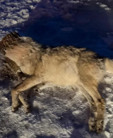 Ağrı’da Şaşırtan İnanış Kanser Tedavisi İçin Kurt Avı