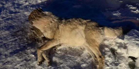 Ağrıda Şaşırtan İnanış Kanser Tedavisi İçin Kurt Avı