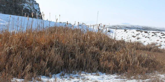 Ağrının Bataklıklarında Doğal Bir Şölen