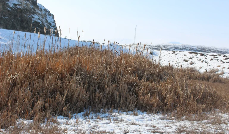 Ağrının Bataklıklarında Doğal Bir Şölen