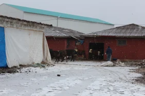 Ağrı Hayvan Borsası’nda bayram hareketliliği başladı - Ağrı Haber Tv Ağrı Hayvan Borsasında bayram hareketliliği başladı