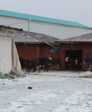 Ağrı Hayvan Borsasında bayram hareketliliği başladı