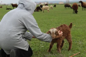 Ağrıda Çoban Krizi 70 Bin Lira Maaşa Rağmen Kimse Gelmiyor - Ağrı Haber Tv Ağrıda Çoban Krizi 70 Bin Lira Maaşa Rağmen Kimse Gelmiyor