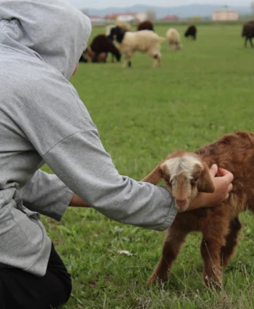 Ağrıda Çoban Krizi 70 Bin Lira Maaşa Rağmen Kimse Gelmiyor