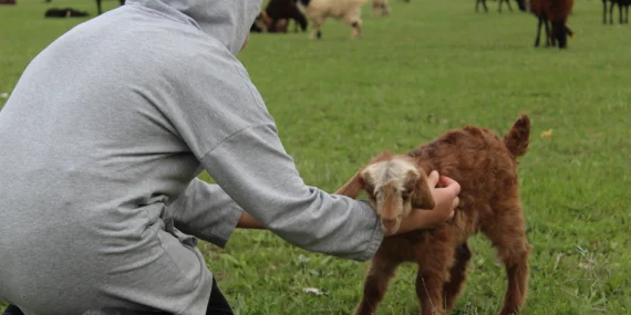 Ağrıda Çoban Krizi 70 Bin Lira Maaşa Rağmen Kimse Gelmiyor