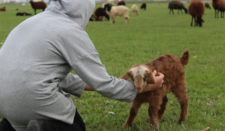 Ağrı’da Çoban Krizi: 70 Bin Lira Maaşa Rağmen Kimse Gelmiyor