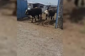 Kurban Bayramı öncesi Ağrıda hayvan ticaretinde büyük hareketlilik - Ağrı Haber Tv Kurban Bayramı öncesi Ağrıda hayvan ticaretinde büyük hareketlilik