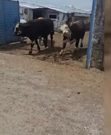 Kurban Bayramı öncesi Ağrıda hayvan ticaretinde büyük hareketlilik