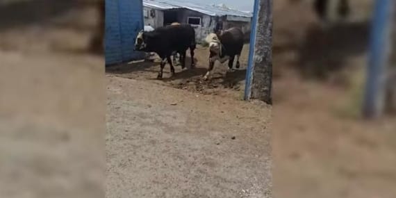 Kurban Bayramı öncesi Ağrıda hayvan ticaretinde büyük hareketlilik