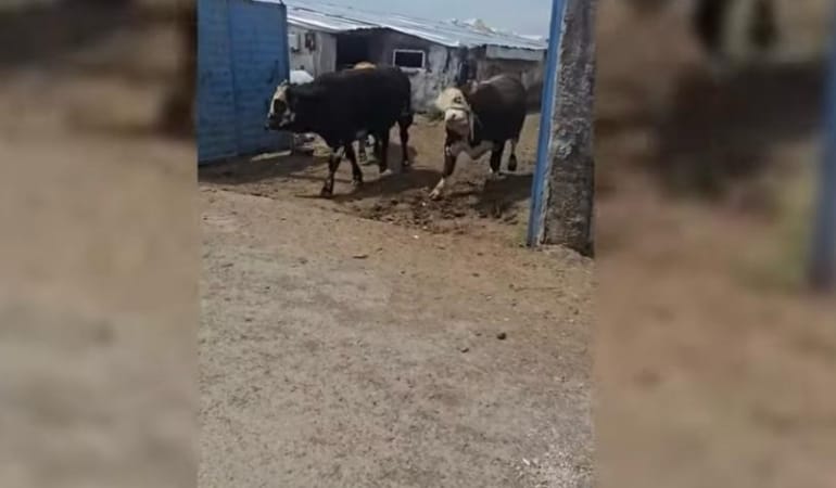 Kurban Bayramı öncesi Ağrıda hayvan ticaretinde büyük hareketlilik - Ağrı Haber Tv Kurban Bayramı öncesi Ağrıda hayvan ticaretinde büyük hareketlilik