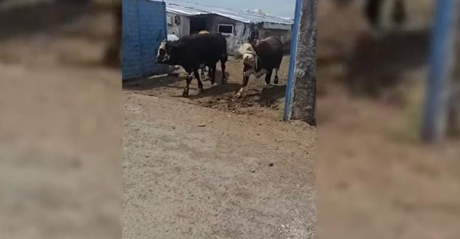 Kurban Bayramı öncesi Ağrı’da hayvan ticaretinde büyük hareketlilik