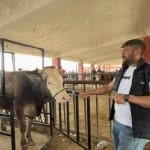 Ağrı hayvan pazarı arefe günü doldu taştı - Ağrı Haber Tv Ağrı hayvan pazarı arefe günü doldu taştı